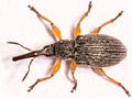 Rhopalapion longirostre